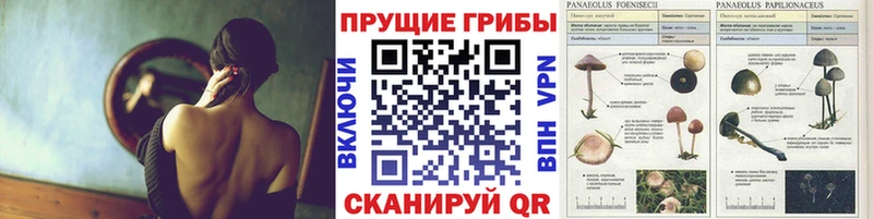 Псилоцибиновые грибы Psilocybe  Купить закладки  Княгинино 